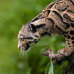 Taiwan clouded leopard